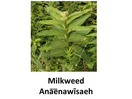 Milkweed Ana͞enawīsaeh. This is a milkweed (Ana͞enawīsaeh) plant.