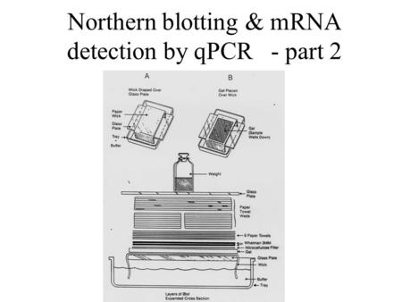 Northern blotting & mRNA detection by qPCR - part 2.