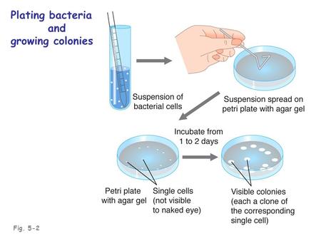 Fig. 5-2 Plating bacteria and growing colonies. Commonly used genetic markers Prototrophic markers: wild-type bacteria are prototrophs (grow on minimal.