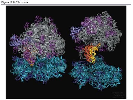 Figure 17.0 Ribosome. DNA and protein DNA codes for your traits So you are different from other people because your DNA is different DNA works by creating.