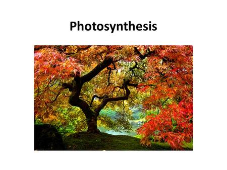 Photosynthesis.