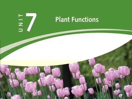 Plant Processes PHOTOSYNTHESIS Process which allows plants to produce their own food.