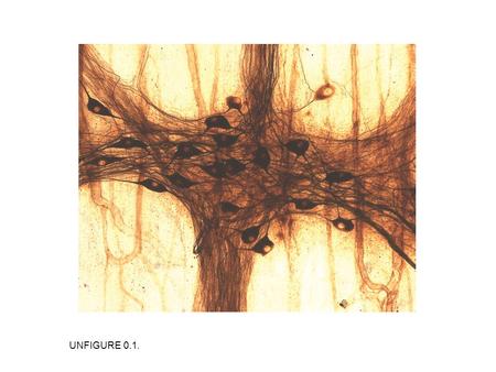 UNFIGURE 0.1.. FIGURE 1.1. Dimensions of some example cells. 1 mm = 10 −3 m; 1 µm = 10 −6 m; 1 nm = 10 −9 m.