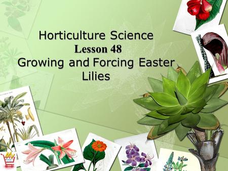 Horticulture Science Lesson 48 Growing and Forcing Easter Lilies.