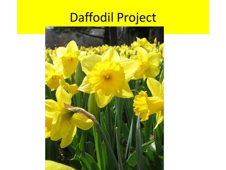 Daffodil Project. Daffodils are plants that grow from bulbs.  lbbasics.html.