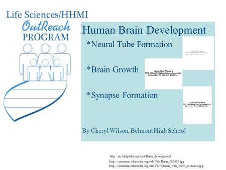 Human Brain Development