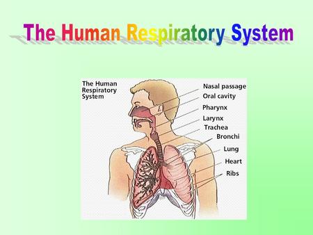 The Human Respiratory System