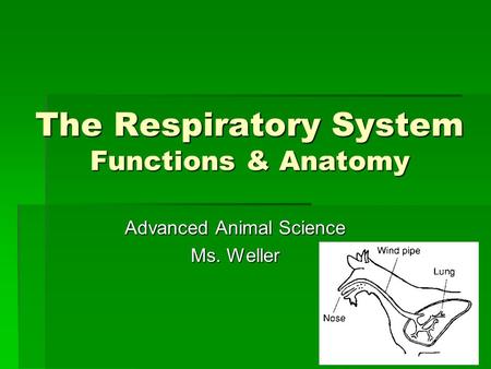 The Respiratory System Functions & Anatomy