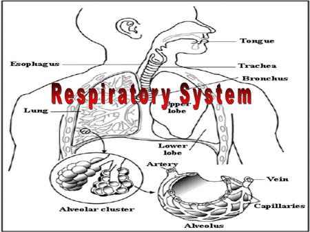 I. Respiratory System A. Structures / Functions 1. Nasal Cavity – warm, moisten and filter airNasal Cavity Mucus, hairs = trap dust, dirt and pathogens.