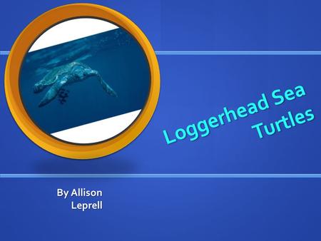 Loggerhead Sea Turtles Loggerhead Sea Turtles By Allison Leprell.