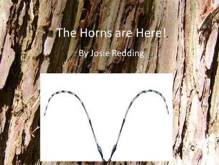 The Horns are Here! By Josie Redding. The Story In 2008 a homeowner in Worchester, MA called a tree guy to look at the trees in front of her house that.