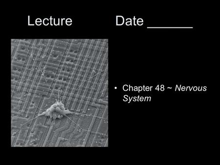 LectureDate ______ Chapter 48 ~ Nervous System. Nervous systems Effector cells –muscle or gland cells Nerves –bundles of neurons wrapped in connective.