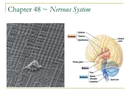 Chapter 48 ~ Nervous System. The Nervous System Neurons Glial cells Soma Axon Dendrite Synapse Neurotransmitters Action potential Motor neurons Interneurons.