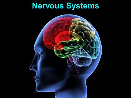 Nervous Systems. Functions: 1. Sensory input 2. Integration 3. Motor output Nervous Systems.