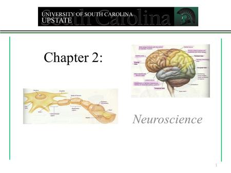 Chapter 2: Neuroscience 1. The Nervous System System which relays messages throughout the body Cells are called neurons. Over 100 billion in NS Two major.