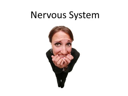 Nervous System.