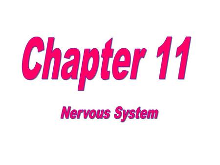 The Nervous System Components Brain, spinal cord, nerves, sensory receptors Responsible for Sensory perceptions, mental activities, stimulating muscle.