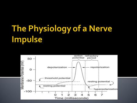 NNeurons have a resting membrane potential of -70 mv AAs ions are moved across the neurons membrane (sodium and potassium) the membrane potential.