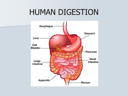 HUMAN DIGESTION. Digestion Digestion is the breakdown of large, complex organic molecules into smaller components that can be used by the body. Digestion.