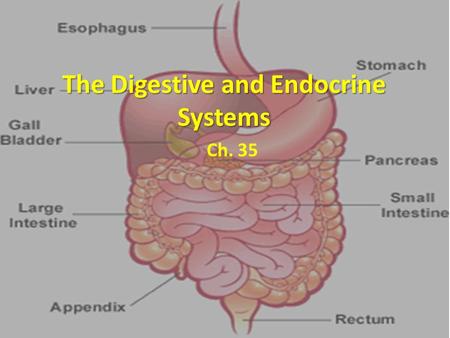 The Digestive and Endocrine Systems Ch. 35. Feed Me! Digestive system uses mechanical and chemical energy to break organic material Digestive system uses.