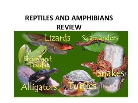 REPTILES AND AMPHIBIANS REVIEW. Which of the following is an AMPHIBIAN? snake salamander fish.