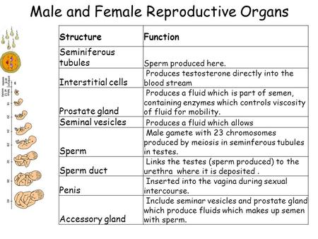 StructureFunction Seminiferous tubules Sperm produced here. Interstitial cells Produces testosterone directly into the blood stream Prostate gland Produces.