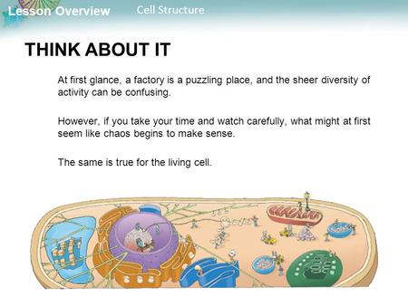 Lesson Overview Cell Structure THINK ABOUT IT At first glance, a factory is a puzzling place, and the sheer diversity of activity can be confusing. However,