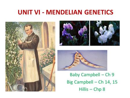 UNIT VI - MENDELIAN GENETICS Baby Campbell – Ch 9 Big Campbell – Ch 14, 15 Hillis – Chp 8.