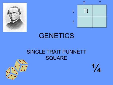 SINGLE TRAIT PUNNETT SQUARE