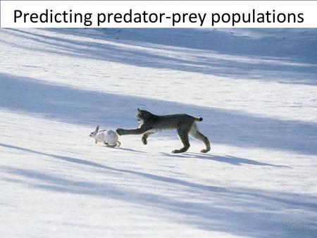 Predicting predator-prey populations. Desired results.