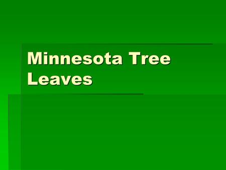 Minnesota Tree Leaves.  Green Ash  Pinnate compound leaf, 5-9 leaflets,  White colored wood used to make baseball bats, skis.