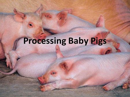 Processing Baby Pigs. What to do when they are born? Provide zone heating with heat lamps, heat pads The first milk, colostrum, is rich in disease- preventing.