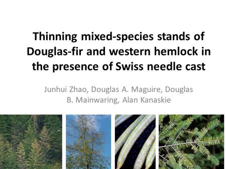 Thinning mixed-species stands of Douglas-fir and western hemlock in the presence of Swiss needle cast Junhui Zhao, Douglas A. Maguire, Douglas B. Mainwaring,