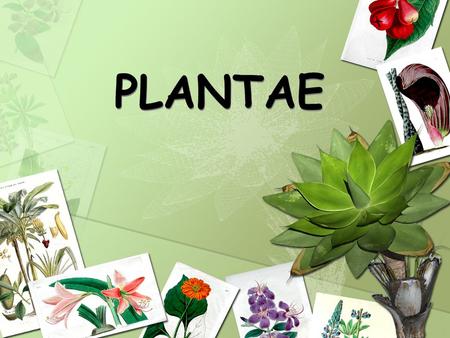 PLANTAE. Vocabulary Autotroph: An organism that can make its own food Fertilization: Joining of a sperm and an egg cell Phloem: Vascular tubes that carry.