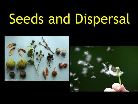 Seeds and Dispersal. Seed- an undeveloped plant with stored food sealed in a protective coating. Seed Coat Leaf Root Stem.