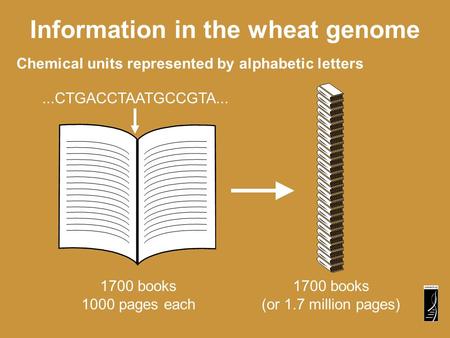 Chemical units represented by alphabetic letters Information in the wheat genome...CTGACCTAATGCCGTA... 1700 books 1000 pages each 1700 books (or 1.7 million.