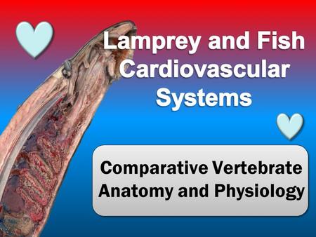 Comparative Vertebrate Anatomy and Physiology. Cardiovascular System Heart (4 parts): Sinus venosus, Atrium, Ventricle, Conus arteriosus Vessels: Arteries,