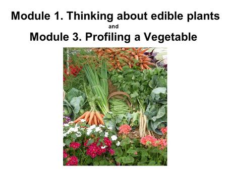 Module 1. Thinking about edible plants and Module 3. Profiling a Vegetable ©Gwyneth Marsh 2007.