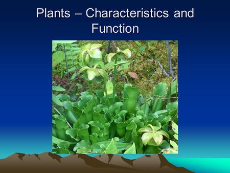 Plants – Characteristics and Function. Evolution of Plants Scientists believe that terrestrial plants evolved from green algae as both show the following.