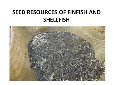 SEED RESOURCES OF FINFISH AND SHELLFISH. Estuaries, mangroves and backwaters serve as nursery grounds for a number of fish and shellfish Mullet seeds-