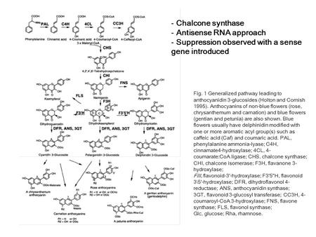 Fig. 1 Generalized pathway leading to anthocyanidin 3-glucosides (Holton and Cornish 1995). Anthocyanins of non-blue flowers (rose, chrysanthemum and carnation)