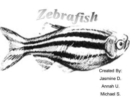 Created By: Jasmine D. Annah U. Michael S.. What Are Zebrafish??? ZFresh water fish found in slow streams ZThey eat smaller living organisms ZThey get.