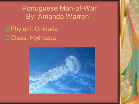 Portuguese Man-of-War By: Amanda Warren Phylum: Cnidaria Class: Hydrozoa.