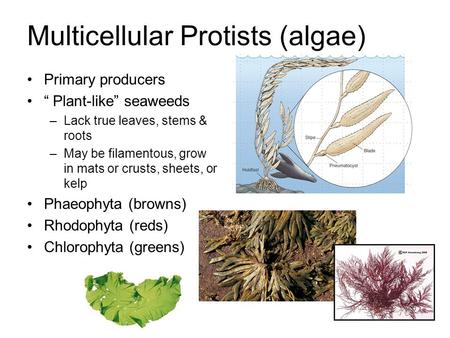 Multicellular Protists (algae)