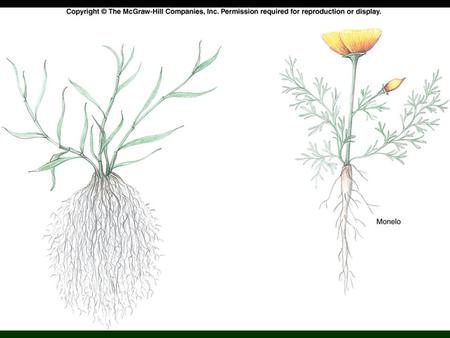 Specialized Roots Food Storage Roots Sweet Potatoes Water Storage Roots Pumpkin Family Propagative Roots Adventitious Buds develop into suckers.