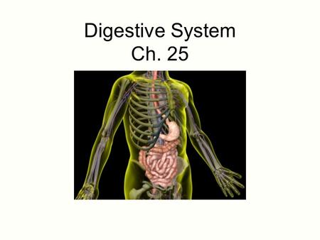 Digestive System Ch. 25. Food for Energy and Growth Carbohydrates are obtained primarily from cereals, grains, and breads  on the average, carbohydrates.