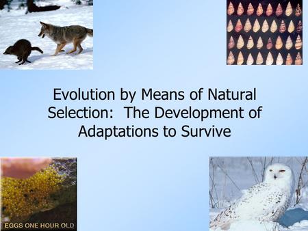 Slide # 2 Important Vocabulary 1. Fit or Fitness: success at surviving & reproducing 2. Gene Pool: all alleles (forms of genes) shared within a species.