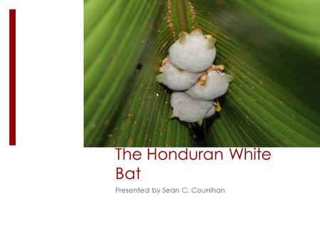 The Honduran White Bat Presented by Sean C. Counihan.