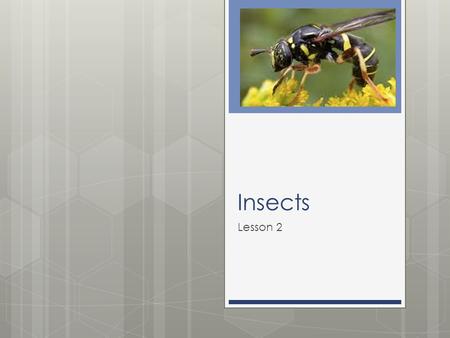 Insects Lesson 2. My Objectives  I can create a 3D insect  I can identify an insect’s size, environment, colors, body parts, type of movement, enemies,