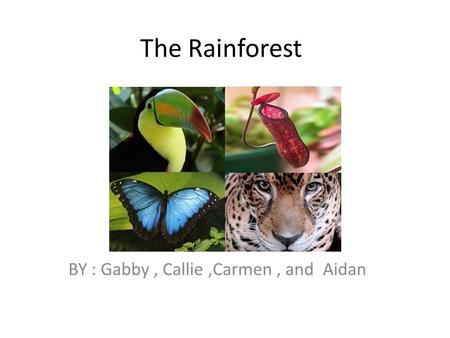 The Rainforest BY : Gabby, Callie,Carmen, and Aidan.